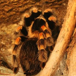 Mexican red-knee tarantula