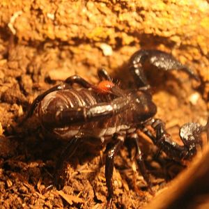 Emperor scorpion