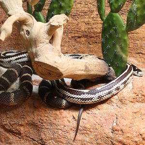 Californian kingsnake