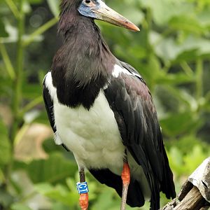 Abdin's stork