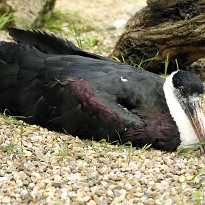 Woolly-necked stork