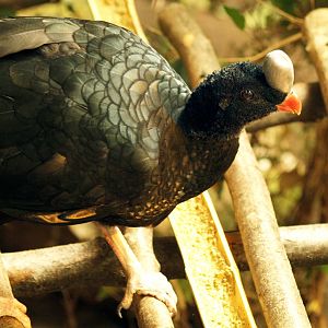Northern helmeted curassow