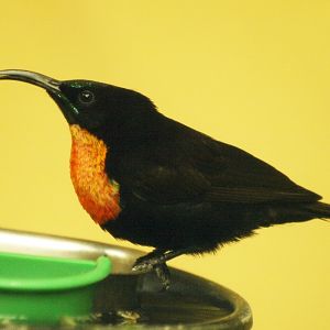 Scarlet-chested sunbird
