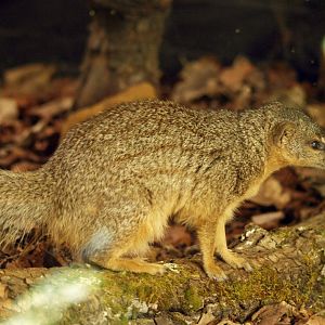 Narrow-striped mongoose