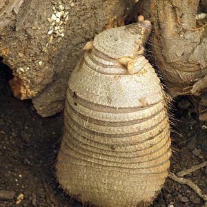 Large hairy armadillo