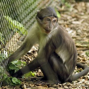 Juvenile White-naped mangabey