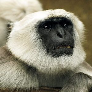 Northern plains langur
