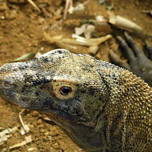 Komodo dragon