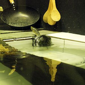 Annam leaf turtle exhibit