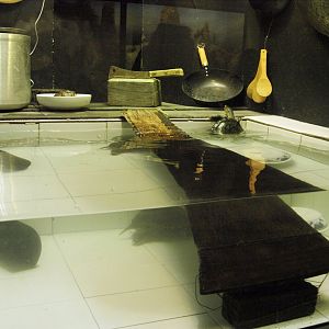 Annam leaf turtle exhibit