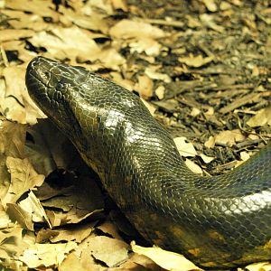 Green anaconda