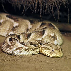 Puff adder