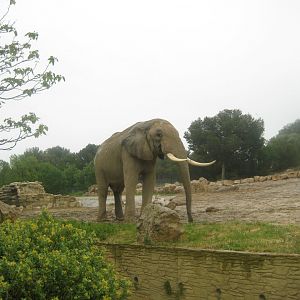 Reserve Africaine de Sigean - Elephant exhibit