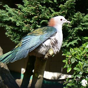 Chestnut-naped Green Imperial-pigeon - 23 April 2017