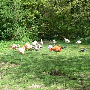 (Expanded) Flamingo Flock - 23 April 2017