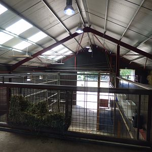 Hybrid/Rotshchild Giraffe Enclosure- 2016