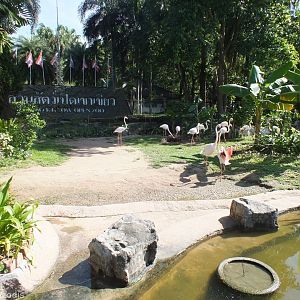 Greater Flamingo Enclosure