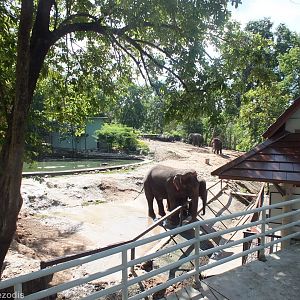 Elephant, Water Buffalo, and Hog Deer Enclosure