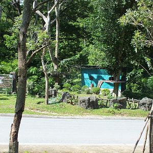 Bengal Slow Loris Enclosure