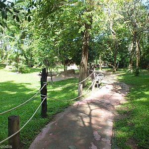 Walkthrough Australasia Enclosure