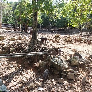 Wild Boar and Gaur Enclosure