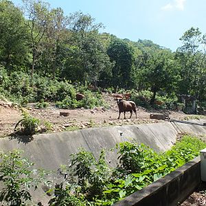 Banteng Enclosure