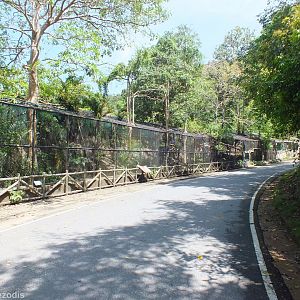 Binturong Enclosures