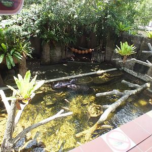 Pygmy Hippo Enclosure in Wildlife Wonderland