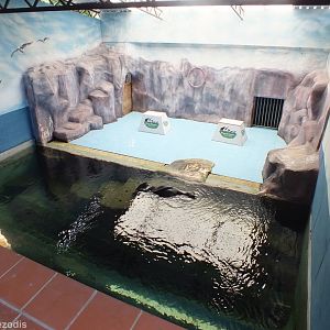 South American Fur Seal Enclosure in Wildlife Wonderland