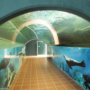 South American Fur Seal Tunnel
