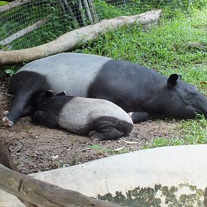 Malayan Tapir with Young