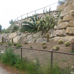 Reserve Africaine de Sigean - Cactus garden