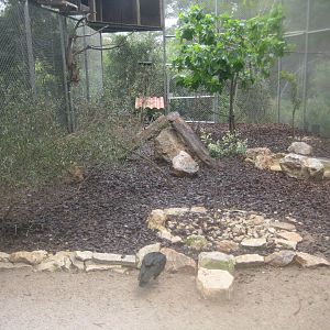 Reserve Africaine de Sigean - Bald ibis aviary