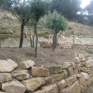 Reserve Africaine de Sigean - Barbary sheep exhibit