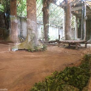 Lion Enclosure in the Cats Complex