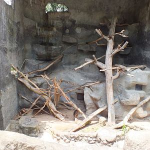 Stump-tailed Macaque Enclosure
