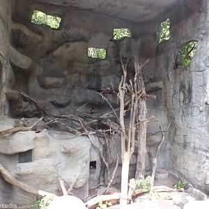 White-handed Gibbon Enclosure