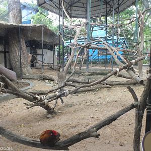 Douc, Muntjac, Junglefowl and Pheasant Enclosure