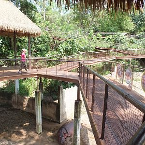 Common Hippo Enclosure Viewing Area