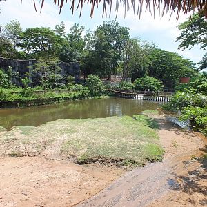 Common Hippo Enclosure