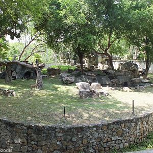Asiatic Black Bear Enclosure (+wild macaque)