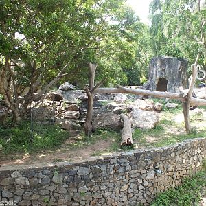 Malayan Sun Bear Enclosure