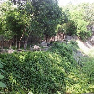 Asiatic Black Bear and Lion Mixed Enclosure