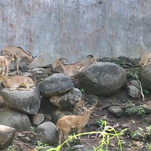 Barbary Sheep and Imposter