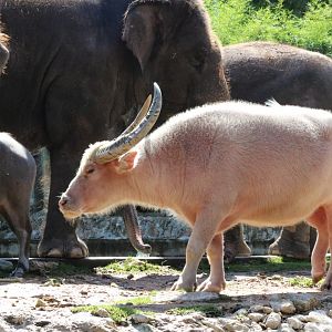 Albino Water Buffalo