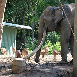 Elephant Bull and Hog Deer