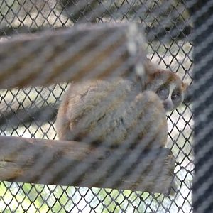 Bengal Slow Loris