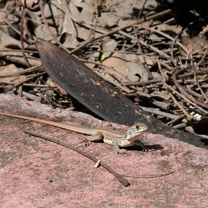(wild) Common Butterfly Lizard