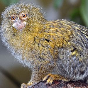 Pygmy Marmoset