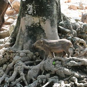 Wild Boar Piglet